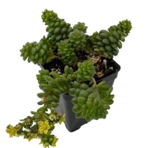 Little Gem Cremnosedum Stonecrop Succulent – 2.5