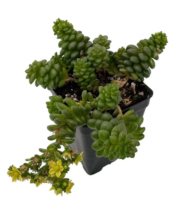 Little Gem Cremnosedum Stonecrop Succulent – 2.5" Pot, Easy-Care Dwarf Plant