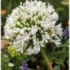 Live Agapanthus White Plant - Dwarf Lily - 5 To 9 Inch Tallt - Perennial Blooms