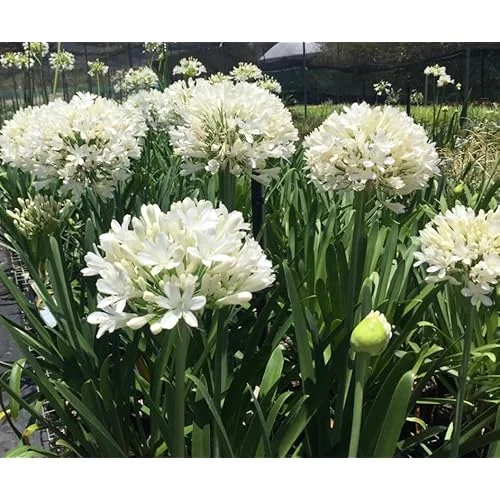 Live Agapanthus White Plant - Dwarf Lily - 5 To 9 Inch Tallt - Perennial Blooms