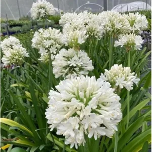 Live Agapanthus White Plant - Dwarf Lily - 5 To 9 Inch Tallt - Perennial Blooms
