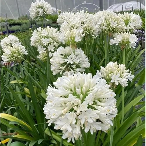 Live Agapanthus White Plant - Dwarf Lily - 5 To 9 Inch Tallt - Perennial Blooms