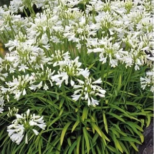 Live Agapanthus White Plant - Dwarf Lily - 5 To 9 Inch Tallt - Perennial Blooms