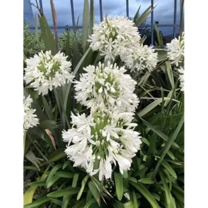 Live Agapanthus White Plant - Dwarf Lily - 5 To 9 Inch Tallt - Perennial Blooms