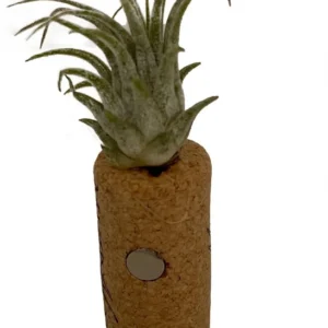 Live Air Plant Tillandsia on Cork Magnet – Indoor Décor Gift, Easy Care Plant
