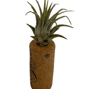 Live Air Plant Tillandsia on Cork Magnet – Indoor Décor Gift, Easy Care Plant