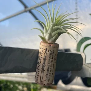 Live Air Plant Tillandsia on Cork Magnet – Indoor Décor Gift, Easy Care Plant