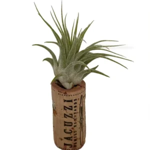 Live Air Plant Tillandsia on Cork Magnet – Indoor Décor Gift, Easy Care Plant