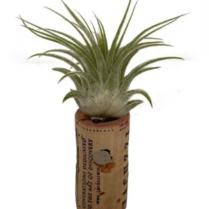 Live Air Plant Tillandsia on Cork Magnet – Indoor Décor Gift, Easy Care Plant