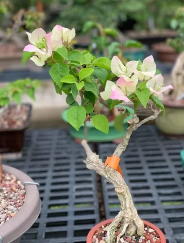 Live Apple Blossom Bougainvillea Plant Bougainvillea Tree Bougainvillea Flowers Plant Bougainvillea Vine Plant 5 to 8 Inch Tall Size 4 Inch Pot