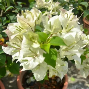 Live Apple Blossom Bougainvillea Plant Bougainvillea Tree Bougainvillea Flowers Plant Bougainvillea Vine Plant 5 to 8 Inch Tall Size 4 Inch Pot