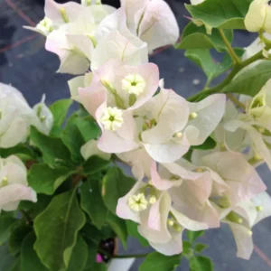 Live Apple Blossom Bougainvillea Plant Bougainvillea Tree Bougainvillea Flowers Plant Bougainvillea Vine Plant 5 to 8 Inch Tall Size 4 Inch Pot