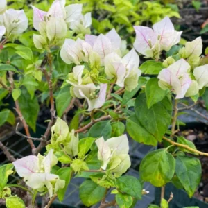 Live Apple Blossom Bougainvillea Plant Bougainvillea Tree Bougainvillea Flowers Plant Bougainvillea Vine Plant 5 to 8 Inch Tall Size 4 Inch Pot