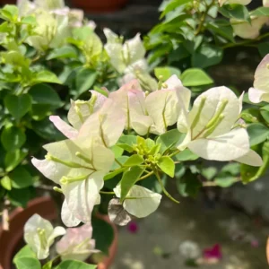 Live Apple Blossom Bougainvillea Plant Bougainvillea Tree Bougainvillea Flowers Plant Bougainvillea Vine Plant 5 to 8 Inch Tall Size 4 Inch Pot