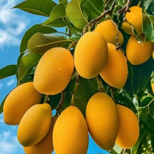 Live Ataulfo Mango Tree Plant Yellow Golden Mango Tree Fruit Starter Plant 4
