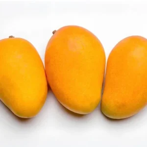 Live Ataulfo Mango Tree Plant Yellow Golden Mango Tree Fruit Starter Plant 4