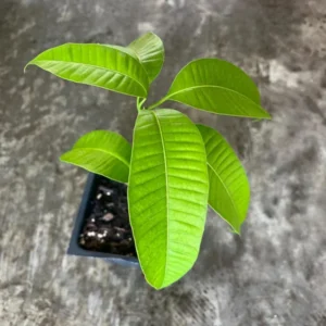 Live Ataulfo Mango Tree Plant Yellow Golden Mango Tree Fruit Starter Plant 4