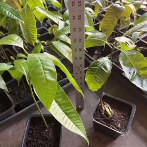 Live Ataulfo Mango Tree Plant Yellow Golden Mango Tree Fruit Starter Plant 4