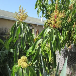 Live Ataulfo Mango Tree Plant Yellow Golden Mango Tree Fruit Starter Plant 4