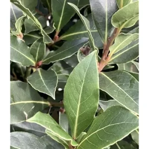 Live Bay Laurel Tree - Sweet Bay Laurus Nobilis Plant - Potted 10-14 Inch