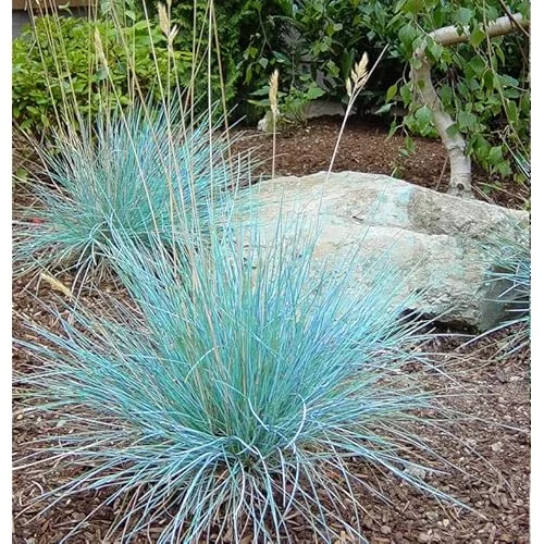 Live Blue Fescue Grass Plant - Ornamental Perennial