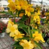 Live Carolina Jasmine Plant Yellow Jasmine Plant Jasmine Flowers Plant Jasmine Bush Plant Gelsemium Sempervirens Plant 4 to 6 Inch Tall Size 4 Inch Pot