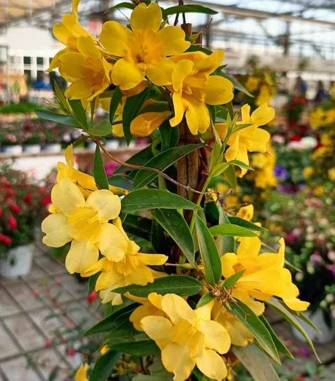 Live Carolina Jasmine Plant Yellow Jasmine Plant Jasmine Flowers Plant Jasmine Bush Plant Gelsemium Sempervirens Plant 4 to 6 Inch Tall Size 4 Inch Pot