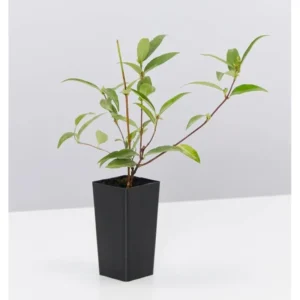 Live Carolina Jasmine Plant Yellow Jasmine Plant Jasmine Flowers Plant Jasmine Bush Plant Gelsemium Sempervirens Plant 4 to 6 Inch Tall Size 4 Inch Pot