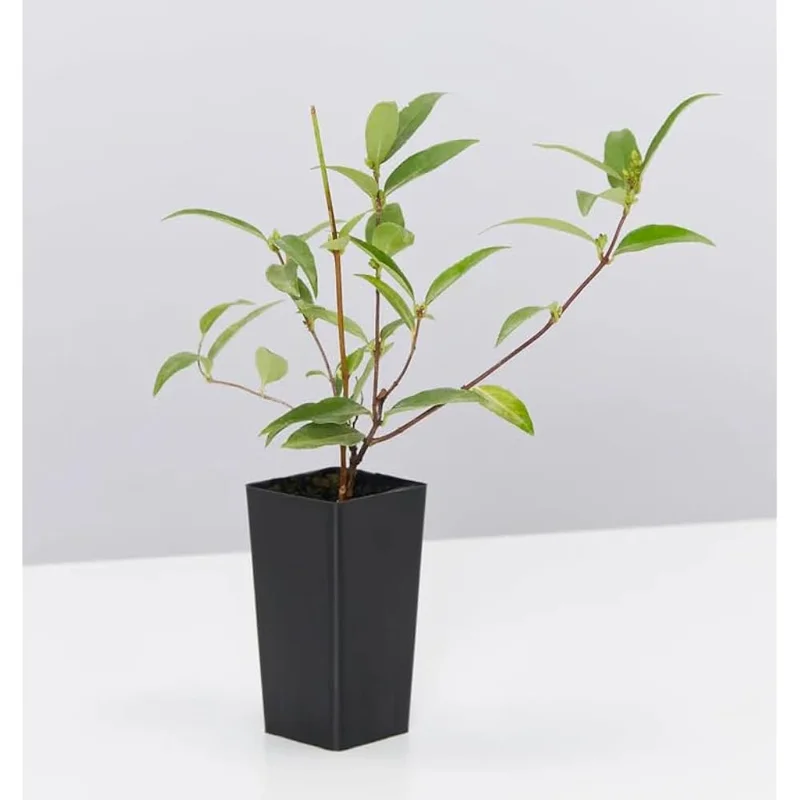 Live Carolina Jasmine Plant Yellow Jasmine Plant Jasmine Flowers Plant Jasmine Bush Plant Gelsemium Sempervirens Plant 4 to 6 Inch Tall Size 4 Inch Pot
