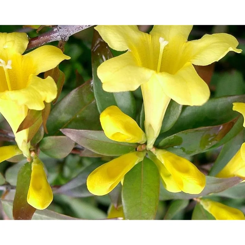Live Carolina Jasmine Plant Yellow Jasmine Plant Jasmine Flowers Plant Jasmine Bush Plant Gelsemium Sempervirens Plant 4 to 6 Inch Tall Size 4 Inch Pot