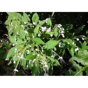 Live Clerodendrum Plant - White Flowering Shrub, 4-Inch Pot