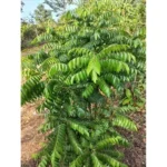 Live Curry Leaf Plant 12-16 Inch Tall in 4 Inch Pot | Sweet Neem Tree