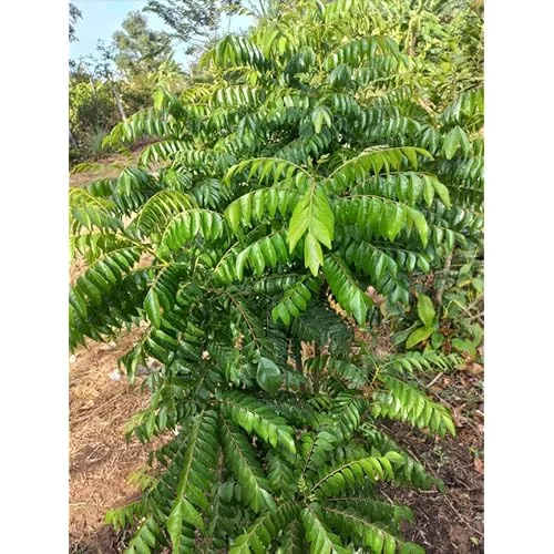 Live Curry Leaf Plant 12-16 Inch Tall in 4 Inch Pot | Sweet Neem Tree