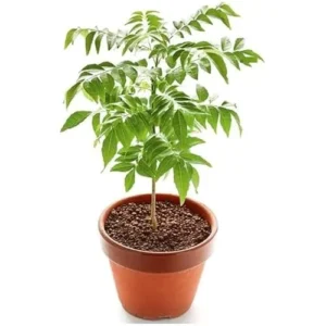 Live Curry Leaf Plant 12-16 Inch Tall in 4 Inch Pot | Sweet Neem Tree