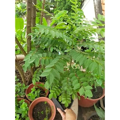 Live Curry Leaf Plant 12-16 Inch Tall in 4 Inch Pot | Sweet Neem Tree