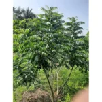 Live Curry Leaf Plant 5-8" Tall Green Curry Tree Sweet Neem 4" Pot Murraya Koenigii