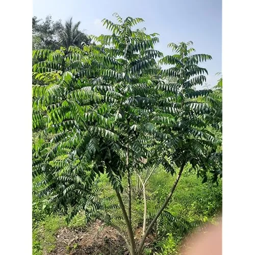 Live Curry Leaf Plant 5-8" Tall Green Curry Tree Sweet Neem 4" Pot Murraya Koenigii