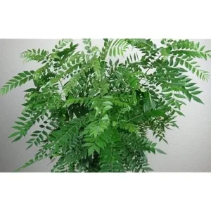 Live Curry Leaf Plant 5-8