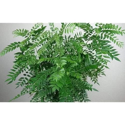 Live Curry Leaf Plant 5-8" Tall Green Curry Tree Sweet Neem 4" Pot Murraya Koenigii