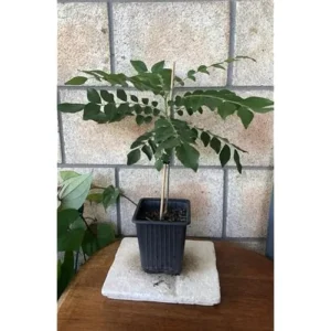 Live Curry Leaf Plant 5-8