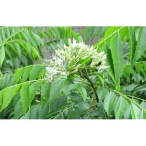 Live Curry Leaf Plant 5-8