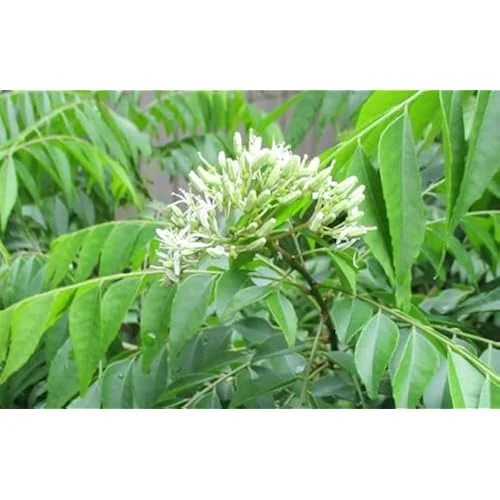 Live Curry Leaf Plant 5-8" Tall Green Curry Tree Sweet Neem 4" Pot Murraya Koenigii