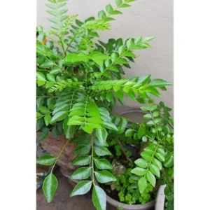 Live Curry Leaf Plant 5-8