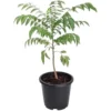 Live Curry Leaf Plant 8-12" Tall 4" Pot - Green Curry Tree for Planting