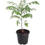 Live Curry Leaf Plant 8-12" Tall 4" Pot - Green Curry Tree for Planting