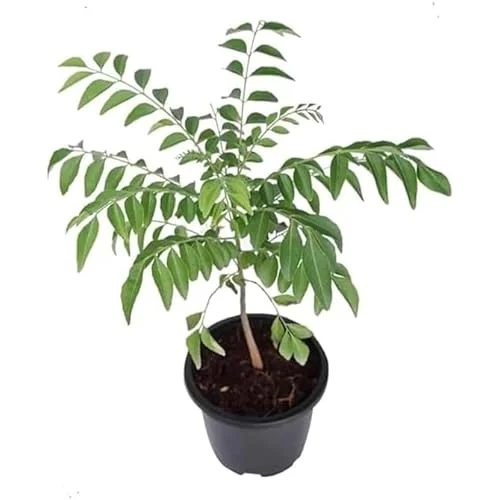 Live Curry Leaf Plant 8-12" Tall 4" Pot - Green Curry Tree for Planting