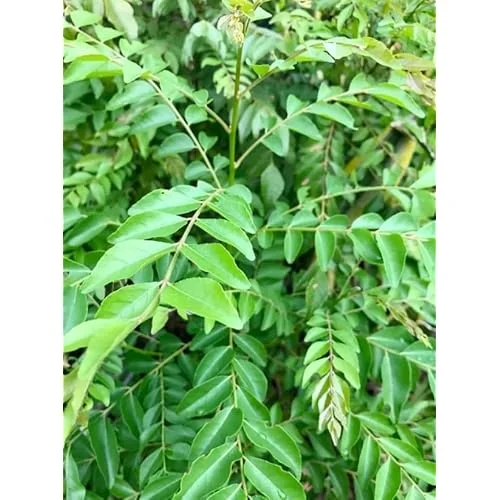 Live Curry Leaf Plant 8-12" Tall 4" Pot - Green Curry Tree for Planting