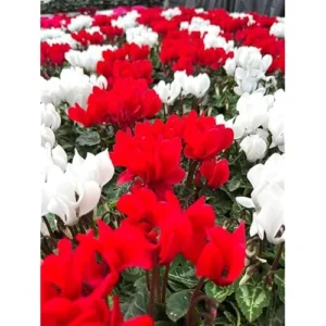 Live Cyclamen Plants - Mixed Large Flowers - Cold Hardy - 4 Inch Pot