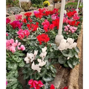 Live Cyclamen Plants - Mixed Large Flowers - Cold Hardy - 4 Inch Pot