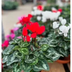 Live Cyclamen Plants - Mixed Large Flowers - Cold Hardy - 4 Inch Pot